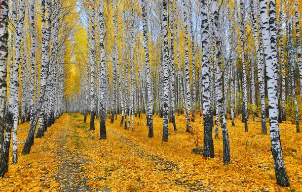 Картинка осень, лес, листья, деревья, желтые, березы, роща, тропинки