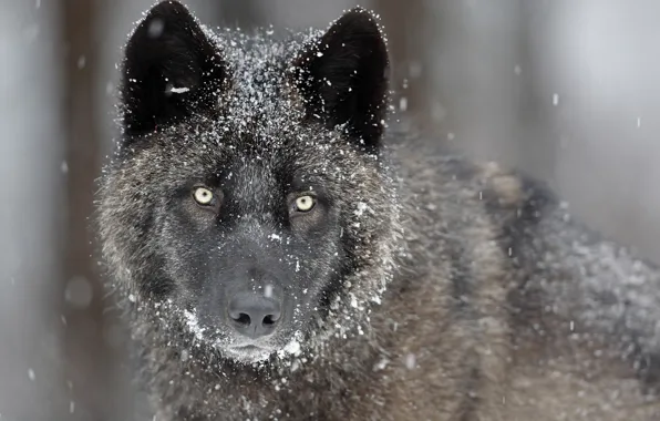 Картинка глаза, взгляд, морда, снег, серый, хищник, Волк
