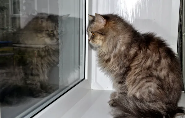 Почему коты царапают оконные рамы? Кото-кото (http://coto-coto.ucoz.ru/), uCoz (http://ucoz.ru/)