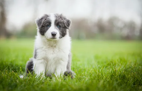 Картинка поле, трава, собака, луг, щенок, обои от lolita777, аусси, серый с белым