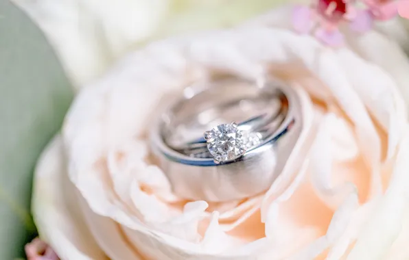 Картинка цветок, кольца, свадьба, помолвка