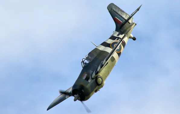 Картинка Wildcat, истребитель-бомбардировщик, палубный, одноместный, Grumman F4F
