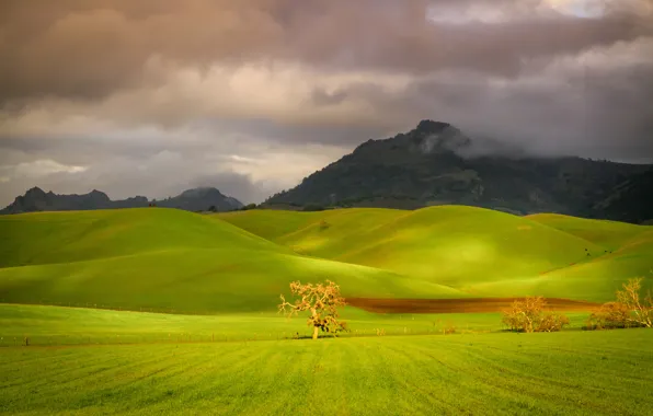 Картинка поле, небо, трава, деревья, горы, тучи, холмы