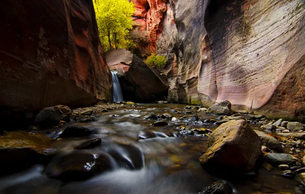 Картинка деревья, река, ручей, камни, скалы, каньон, Юта, США, Zion National Park