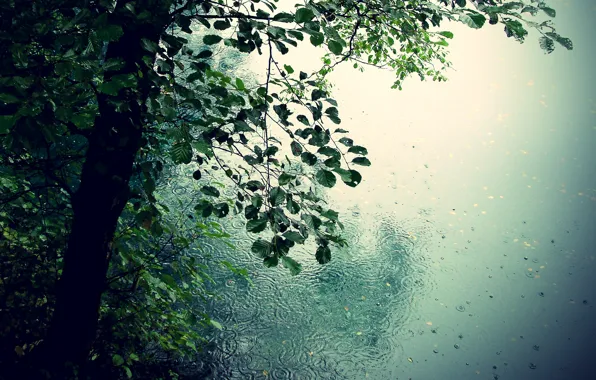 Картинка листья, капли, деревья, природа, дождь, романтика, лужи