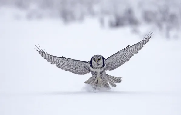 Картинка зима, снег, животное, птица, полёт, сокол, bird, flight, winter, snow, animal, 1920x1080, falcon