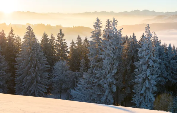Картинка зима, лес, пейзаж, утро