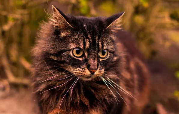 Картинка кошка, кот, взгляд, серый, фон, портрет, пушистый
