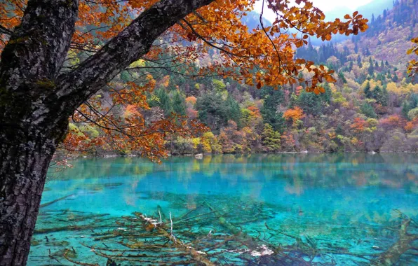 Картинка осень, лес, деревья, природа, озеро
