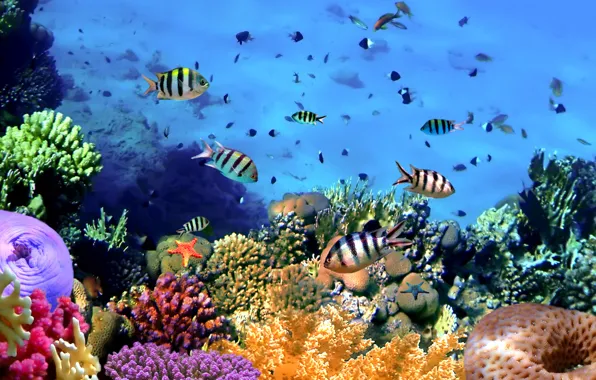 Картинка рыбки, подводный мир, underwater, ocean, fishes, tropical, reef, coral, коралловый риф