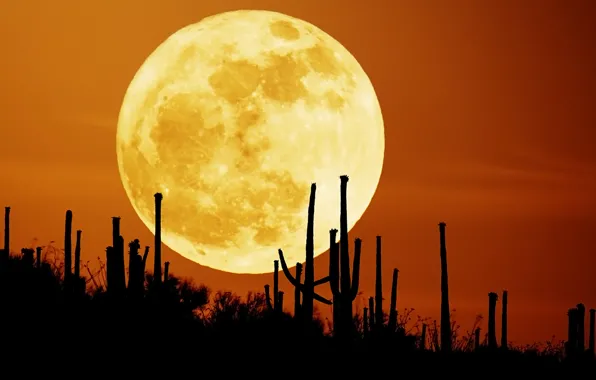 Картинка небо, ночь, луна, пустыня, кактусы
