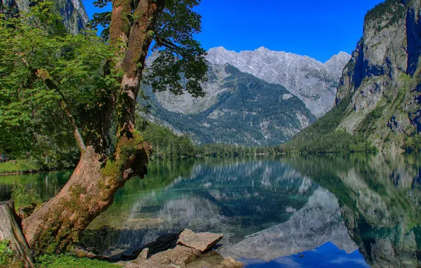 Картинка горы, озеро, отражение, дерево, Германия, Бавария, Germany, Bavaria, Берхтесгаденские Альпы, Berchtesgaden Alps, озеро Оберзее, Obersee