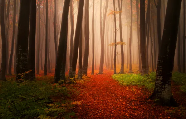 Картинка осень, лес, листья, деревья, природа, туман, тропинка, Пейзажи