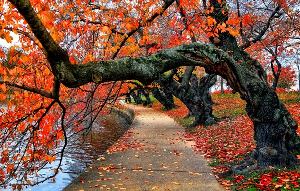 Картинка осень, лес, небо, листья, вода, деревья, природа, парк, река, colors, colorful, river, trees, скамья, nature, …