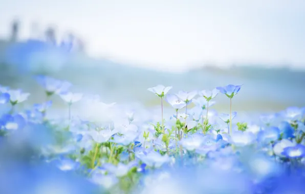Картинка поле, цветы, лепестки, размытость, голубые, Немофила