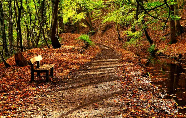Картинка дорога, осень, листья, вода, деревья, природа, река