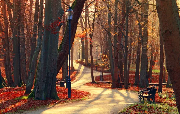 Картинка осень, лес, листья, деревья, скамейка, природа, парк, вид, hdr, прогулка, forest, аллея, trees, nature, park, …