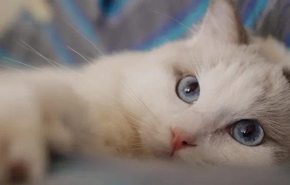Картинка кошка, взгляд, мордочка, голубые глаза, Рэгдолл