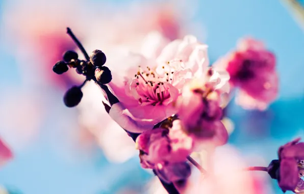 Картинка макро, цветы, природа, вишня, ветка, весна, сакура, розовые, бутоны, цветение