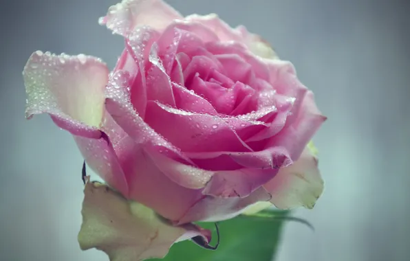 Картинка flower, pink, water, with, macro, drops