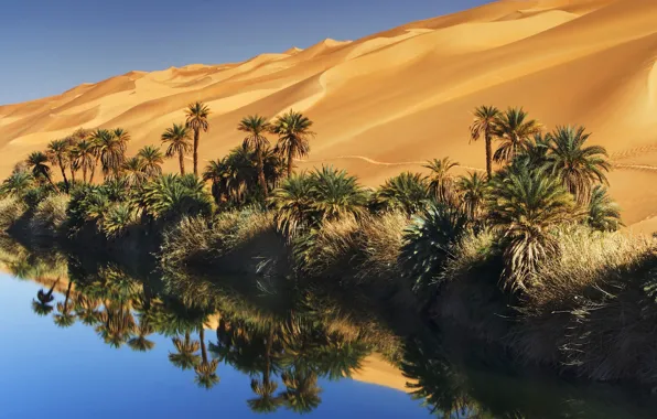 Картинка песок, небо, вода, пальмы, пустыня, оазис