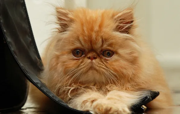 Картинка кошка, кот, взгляд, мордочка, рыжая, пушистая, рыжий кот, персидская кошка