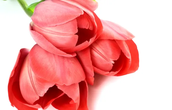 Картинка тюльпаны, красные, белый фон, крупным планом