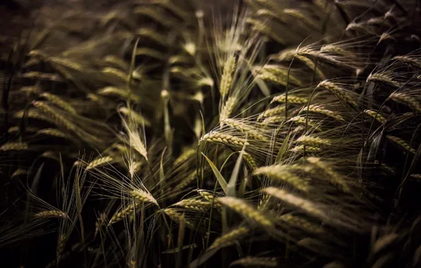 Картинка пшеница, поле, макро, природа, фон, обои, рожь, колоски, wallpaper, колосья, field, nature, широкоформатные, background, macro, …