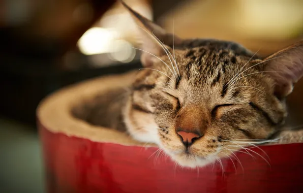 Картинка кошка, кот, морда, спит, полосатая