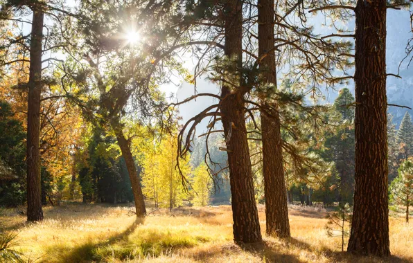 Картинка лес, солнце, лучи, свет, деревья, Калифорния, США, Yosemite National Park