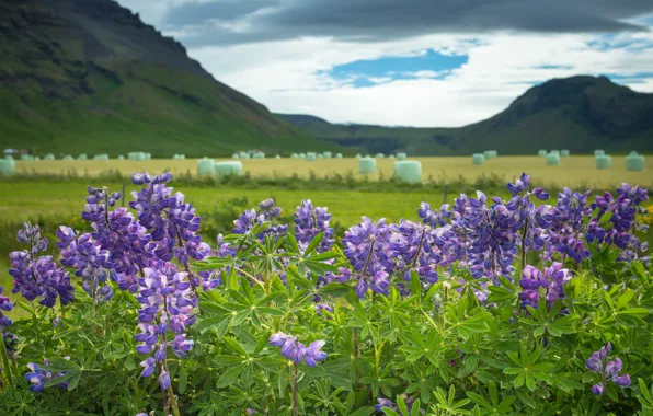 Картинка цветы, горы, Исландия, Iceland, люпины