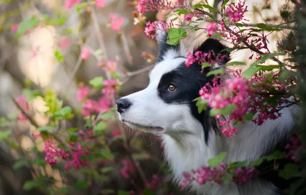 Картинка морда, цветы, собака, Бордер-колли