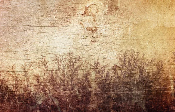 Картинка листья, трещины, стена, дерево, узор, рисунок, растения, Sirius-sdz, деревяшка