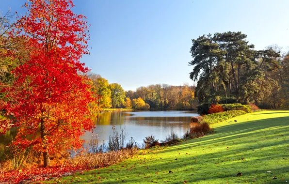 Картинка осень, пейзаж, озеро, парк, landscape, park, autumn, lake, tree, fall season