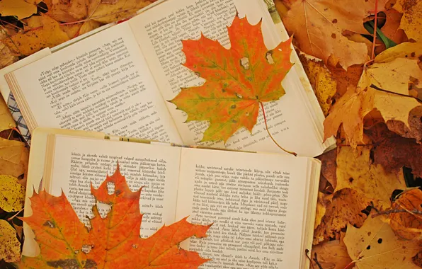 Картинка осень, листья, фото, книги, кленовые