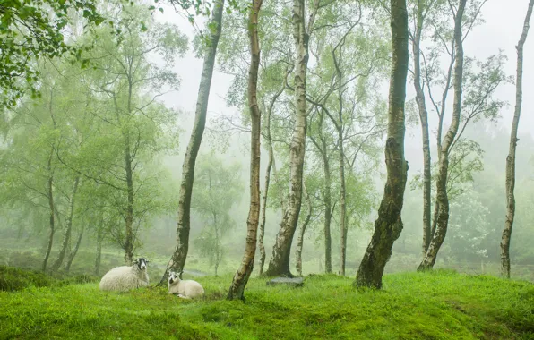 Картинка зелень, деревья, туман, овцы, Англия, весна, деревня, овечки, Peak District, Stanton Moor