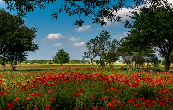 Картинка поле, лето, трава, деревья, цветы, маки, красные, США, Austin, Texas