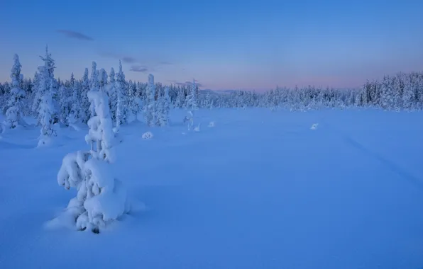Картинка зима, лес, снег, деревья, закат, ели, сугробы, Швеция, Sweden, Lapland, Лапландия, Лаппланд