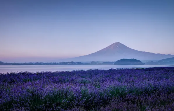 Картинка поле, цветы, природа, озеро, гора, утро, вулкан, Япония, Фудзи, лаванда, Фудзияма
