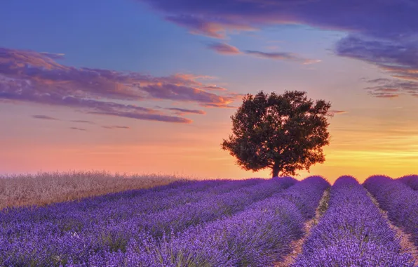 Картинка поле, небо, облака, закат, дерево, Франция, лиловый, field, sunset, France, tree, лаванда, lavender, Валансоль, Valensole, …
