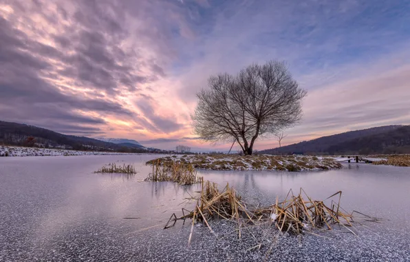 Картинка зима, озеро, дерево