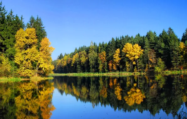 Картинка осень, лес, деревья, природа, река, Пейзаж