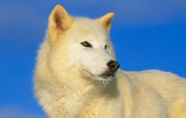 Картинка небо, взгляд, хищник, синее, белый волк
