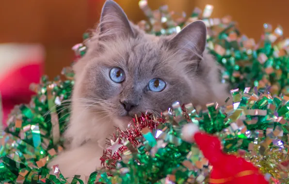 Картинка кошка, взгляд, праздник, гирлянды
