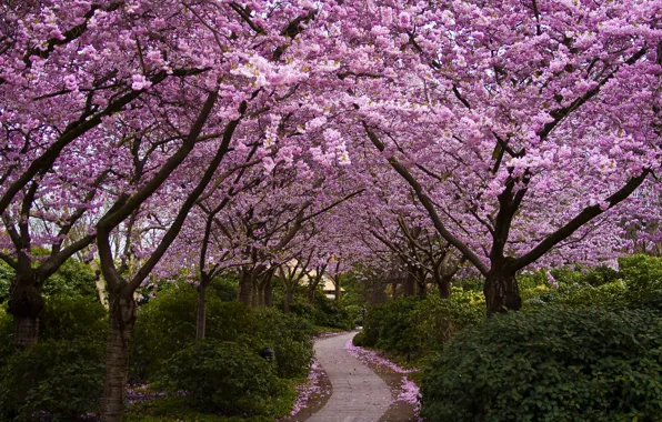 Картинка деревья, цветы, парк, Япония, сакура, аллея, цветение, кусты