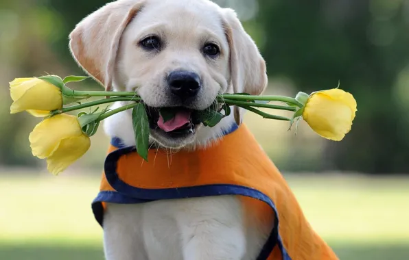 Картинка цветы, розы, собака, щенок, лабрадор, ретривер
