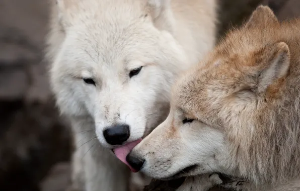 Картинка любовь, волк, хищники, поцелуй, пара, волки