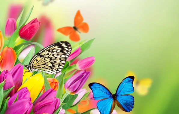 Картинка бабочки, цветы, весна, colorful, тюльпаны, fresh, yellow, flowers, beautiful, tulips, spring, purple, butterflies