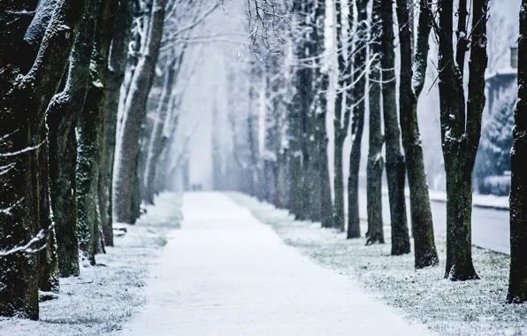 Картинка зима, снег, деревья, город, алея
