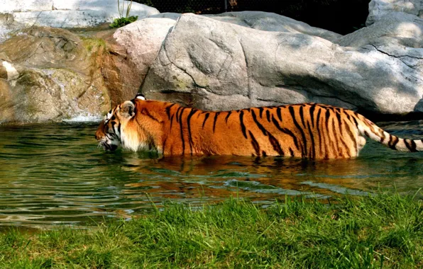 Картинка тигр, купание, водоём